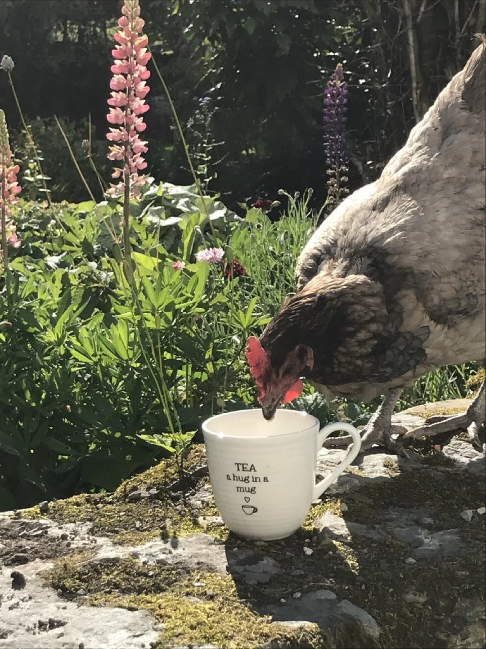 A chicken pecking at a white mug with an inscription that reads 'TEA a hug in a mug' in a garden with pink and purple flowers and green plants.