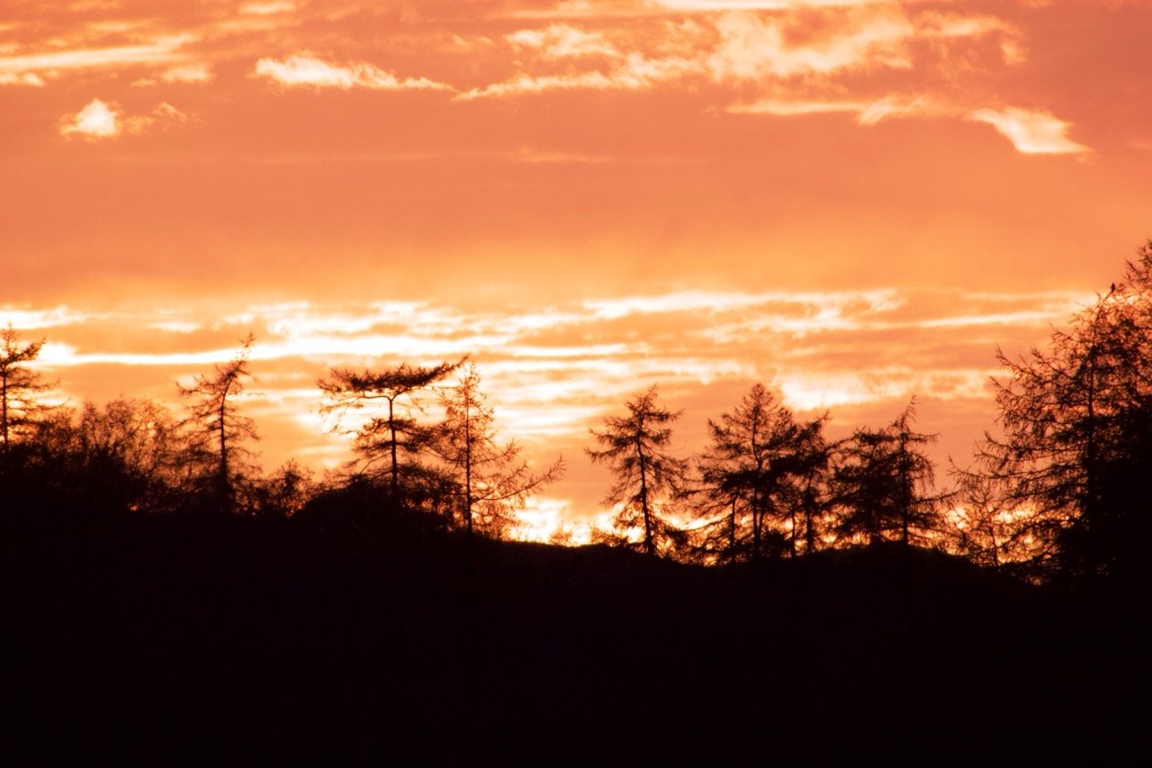 Sunset sky with vibrant orange and pink hues behind silhouettes of trees.