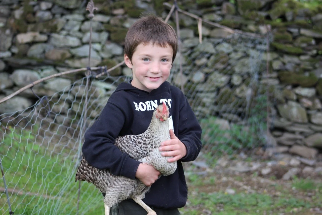 A young boy holding a chicken outdoors in front of a stone wall and a wire fence.