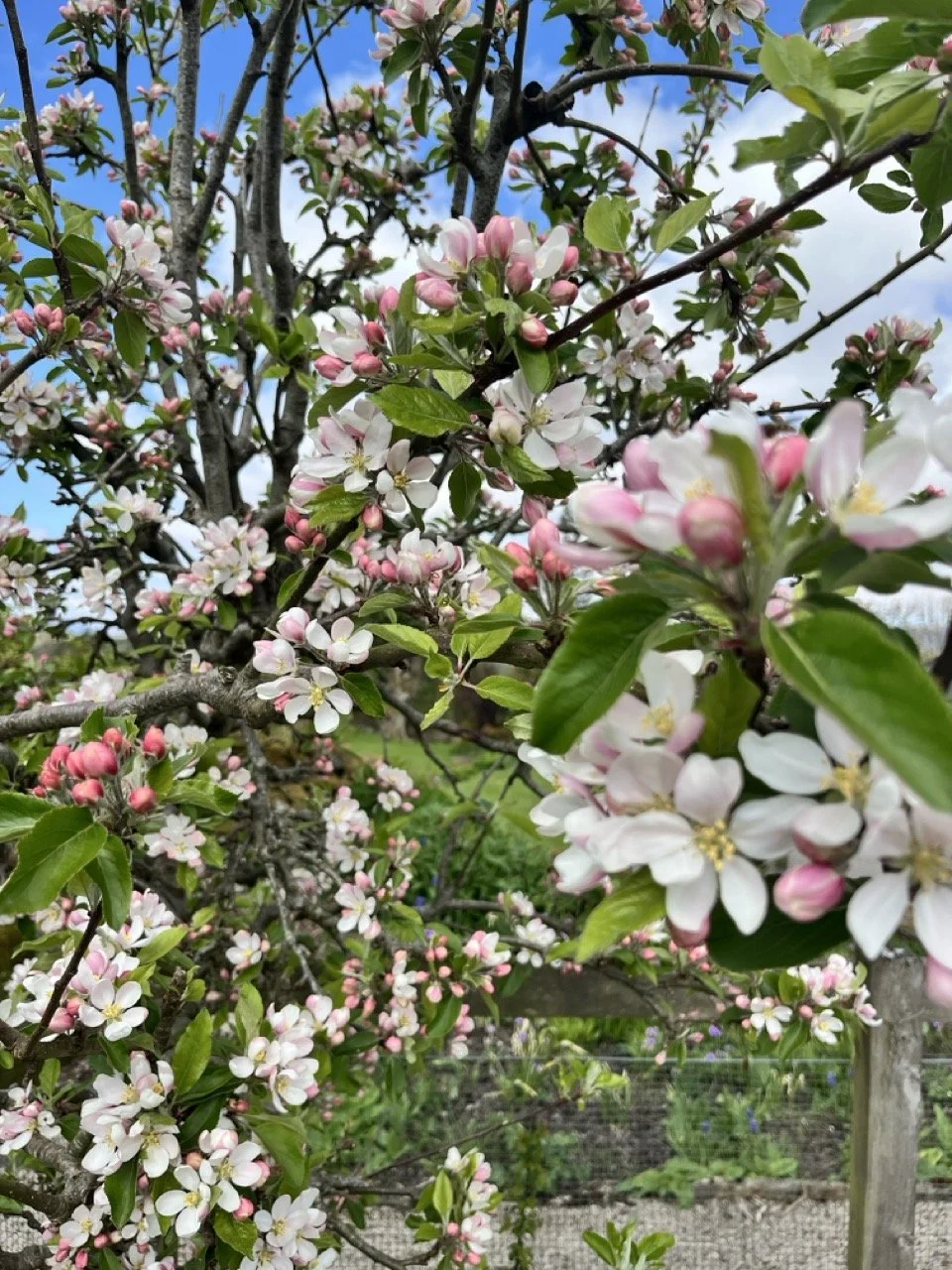 Close-up of a flowering fruit tree with pink and white blossoms against a blue sky.