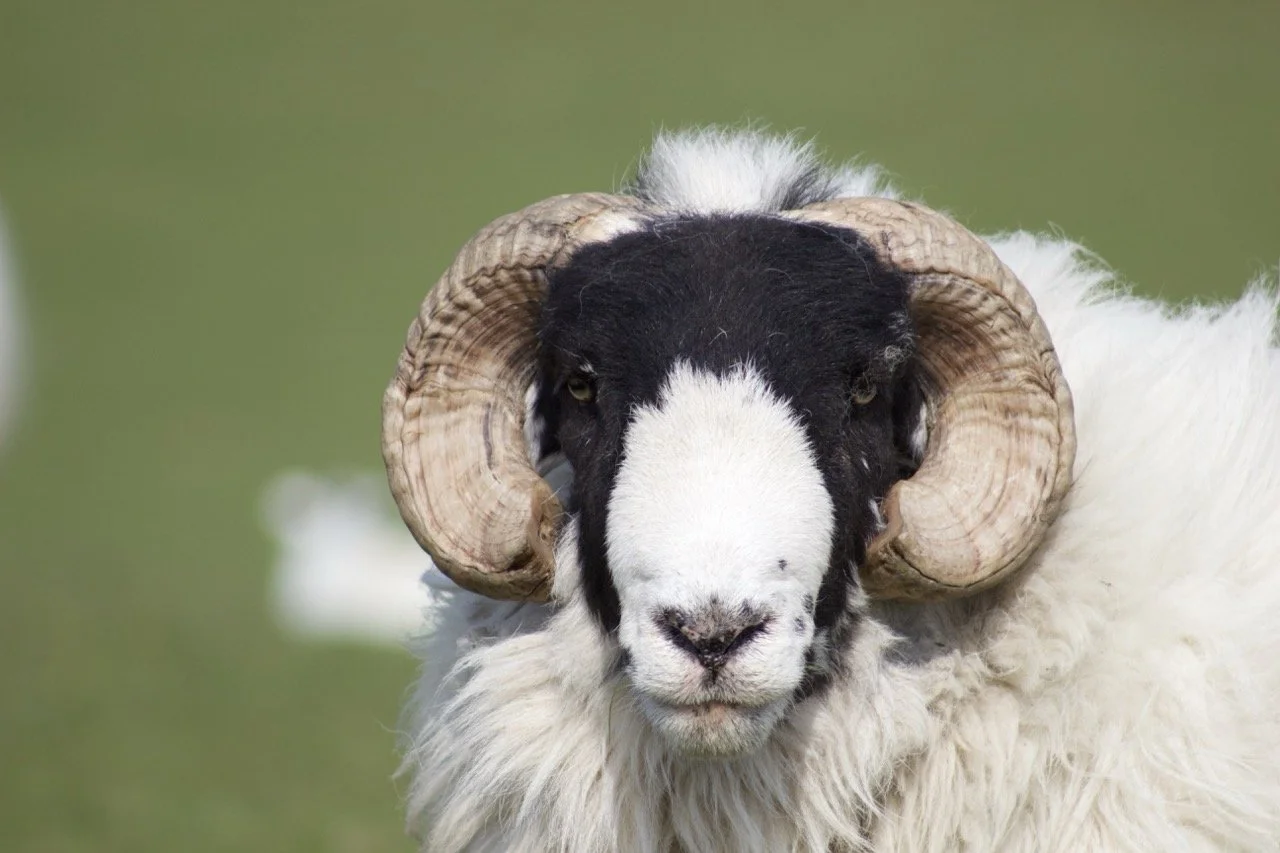 Close-up of a sheep with black and white face and large curved horns.