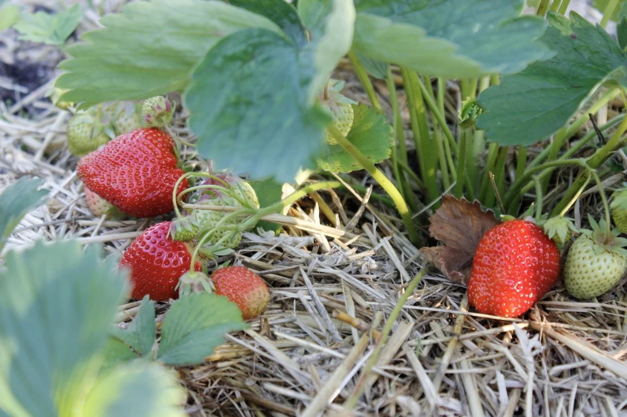 Close-up of ripe strawberries growing on a plant, nestled among green leaves and straw mulch.