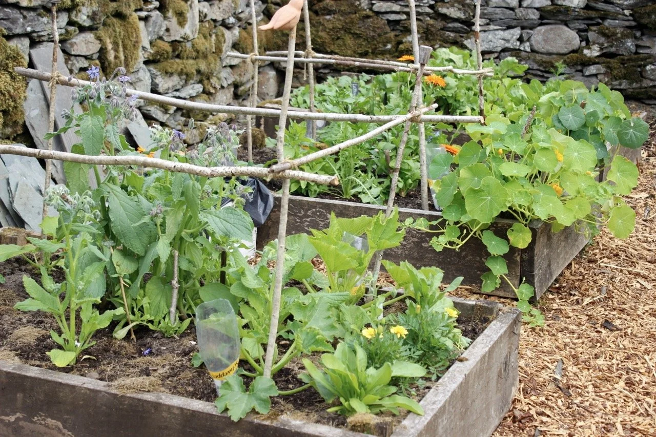 Garden beds with various vegetables and flowers, supported by wooden and string trellises, situated next to a stone wall.