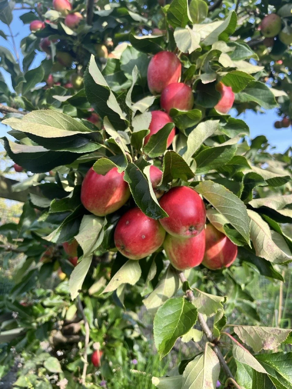Cluster of ripe red apples on an apple tree with green leaves and a clear blue sky in the background.