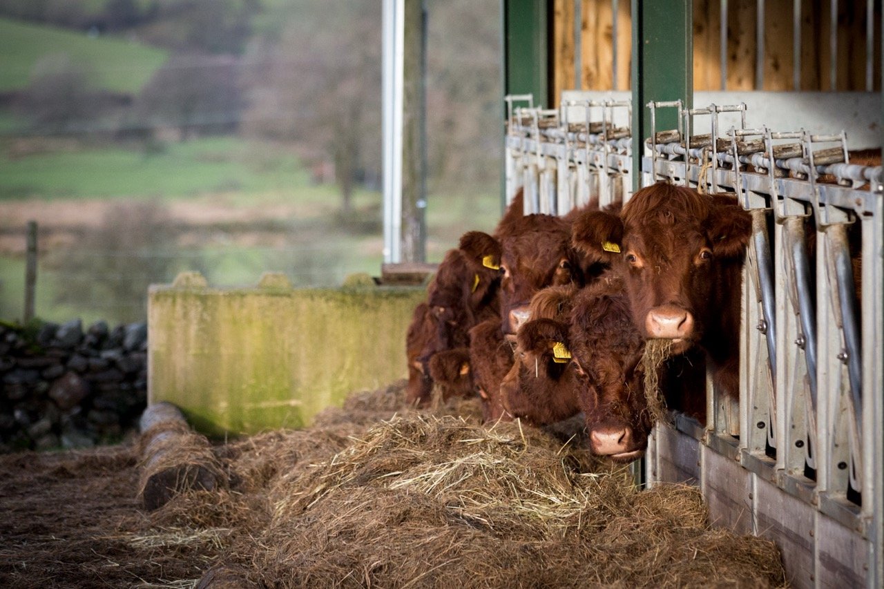 Brown calves eating hay from a feeding station inside a barn with a rural landscape visible in the background.