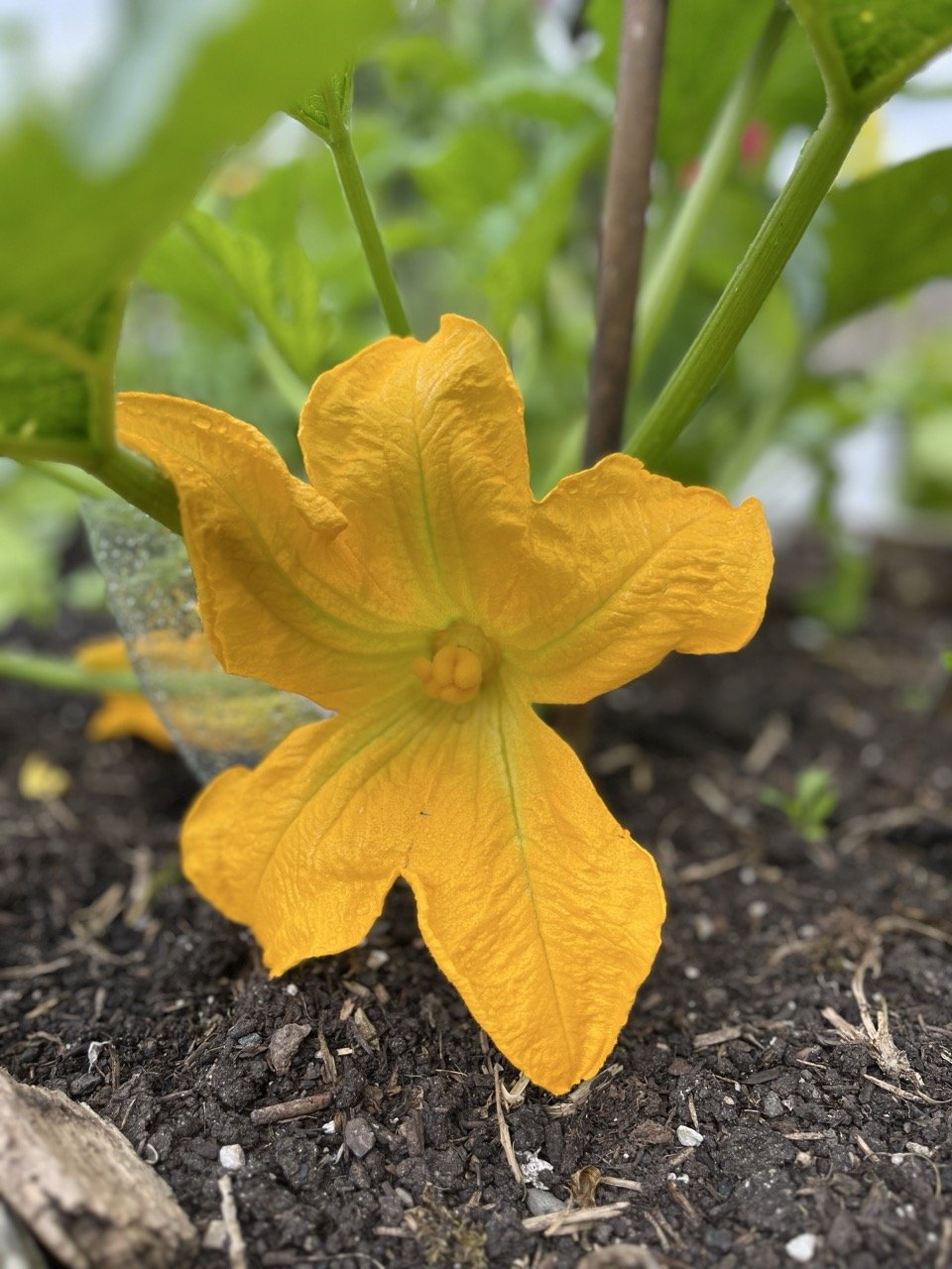 Close-up of a yellow flower growing in dark soil with green leaves and stems in the background.
