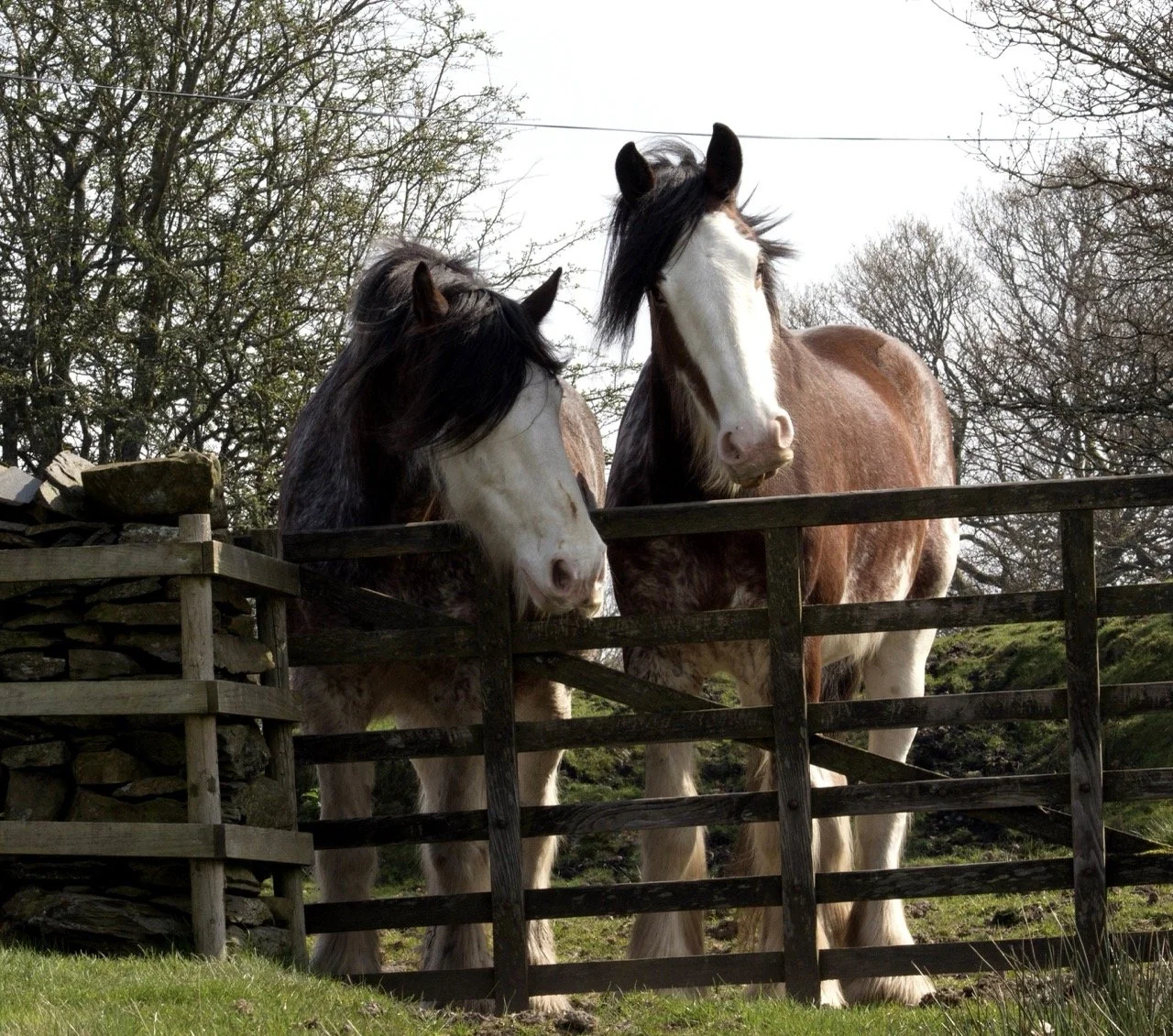 Two horses standing behind a wooden fence, with leafless trees and a cloudy sky in the background.