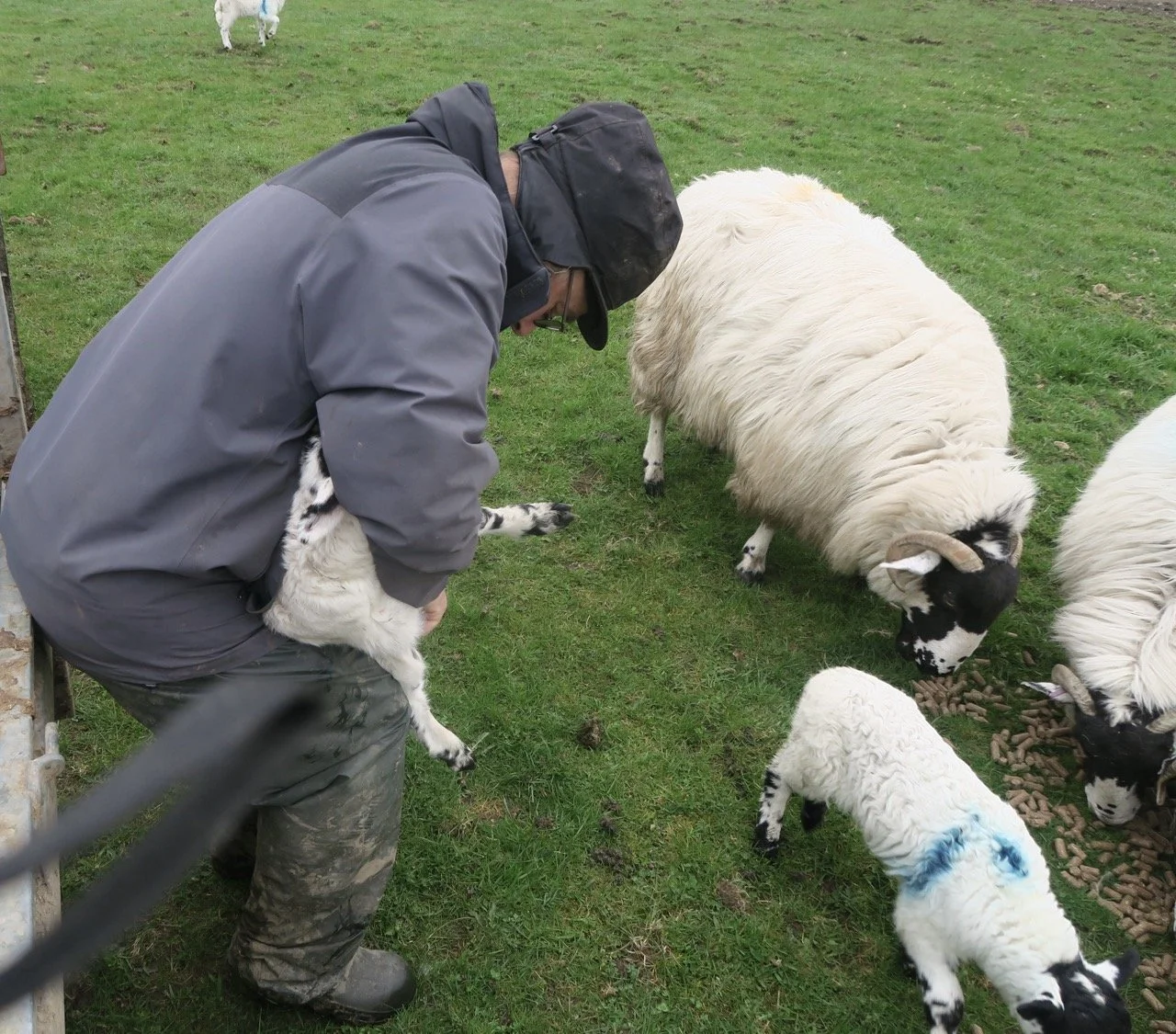 A person holding a small sheep while standing on a grassy field with sheep and piglets nearby.