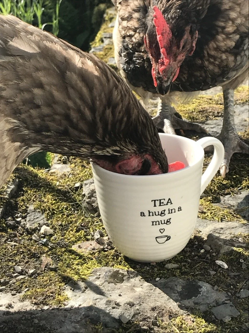 Two chickens peck at a mug filled with red and pink items outdoors on a rocky ground with moss and green plants around. The mug has the words "TEA a hug in a mug" with a small heart and a tea cup illustration.