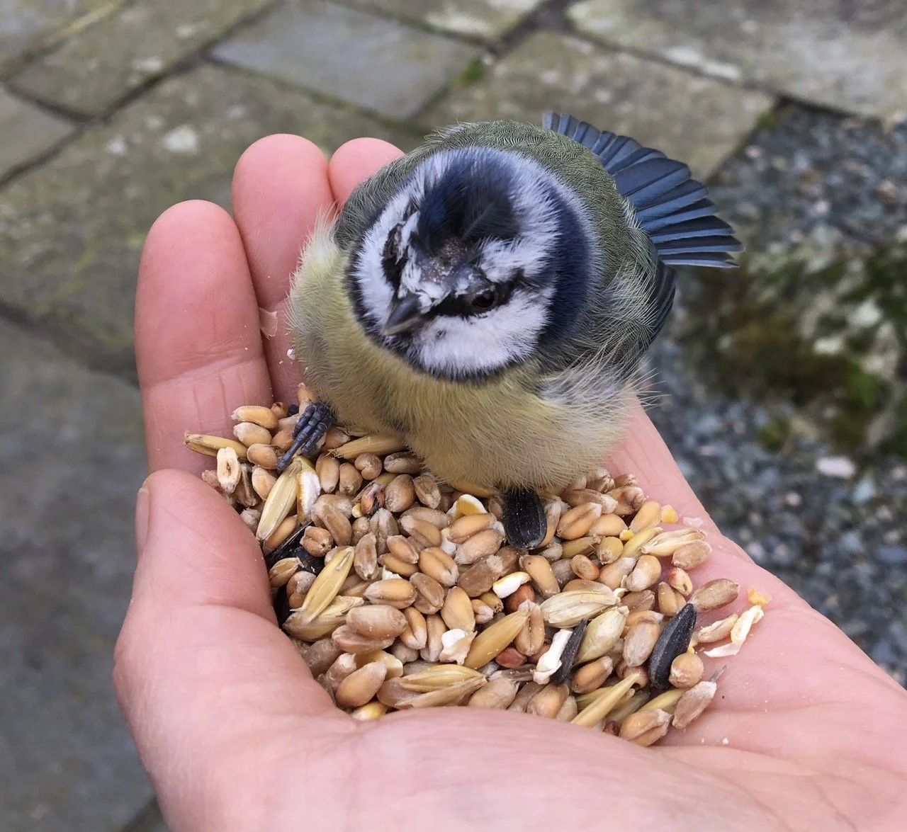 A small blue and yellow bird perched on a person's hand, surrounded by birdseed, with a stone surface and some greenery in the background.