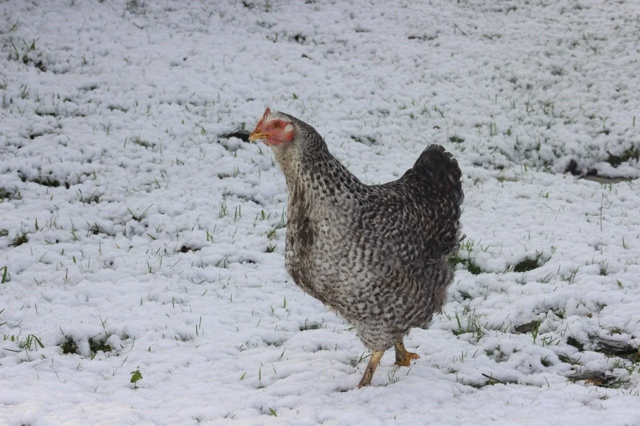 A hen walking on snow-covered ground.
