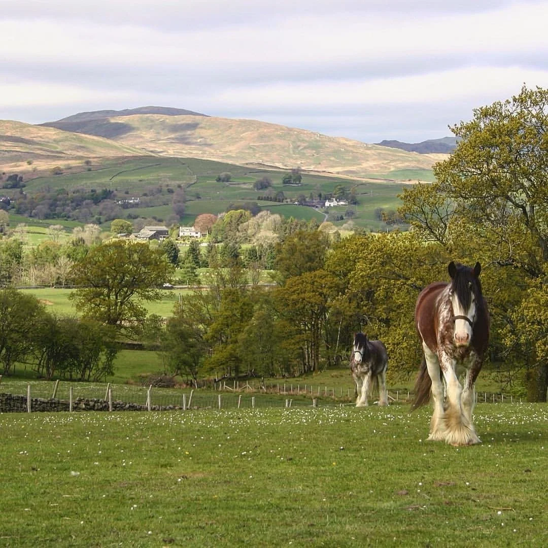 Two horses grazing in a green field with trees, rolling hills, and mountains in the background under a partly cloudy sky.