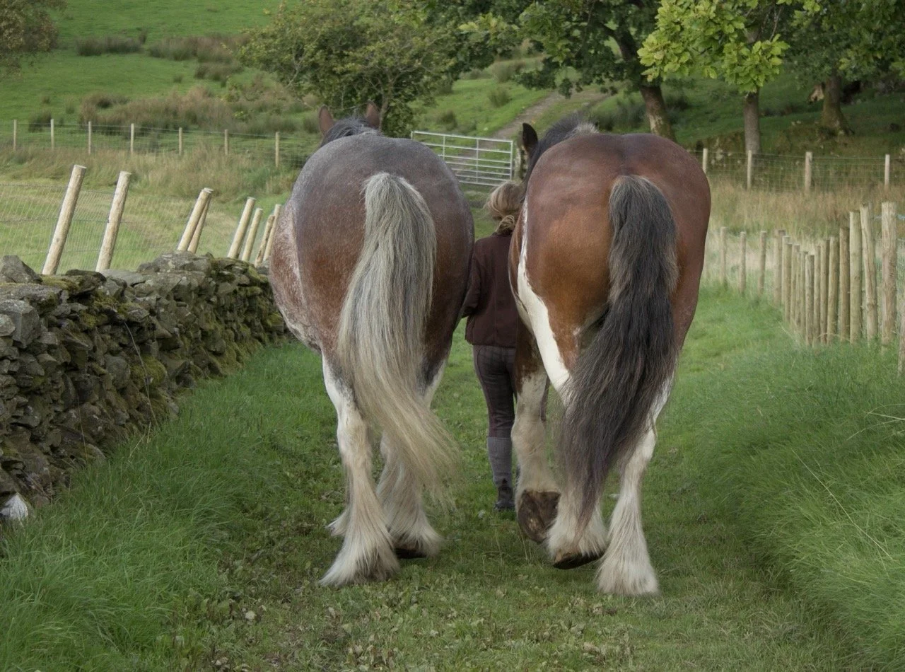 A person walking between two large horses on a grassy farm path, with trees and a stone wall on the left and a wooden fence on the right.