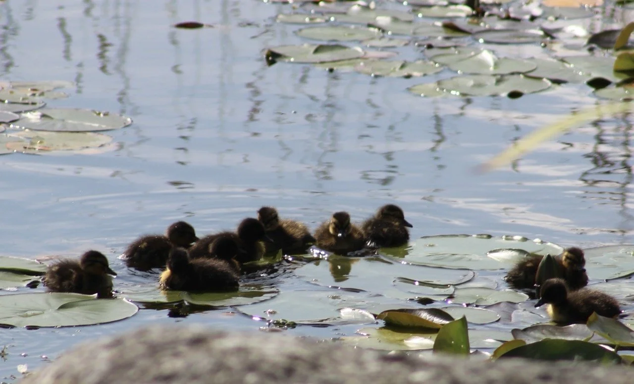 Group of ducklings swimming among lily pads on a pond.