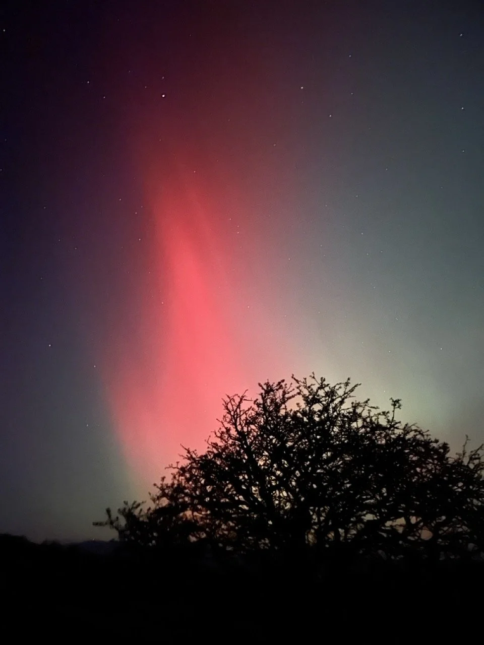 Night sky with stars and a colorful red and green aurora above a silhouetted tree.