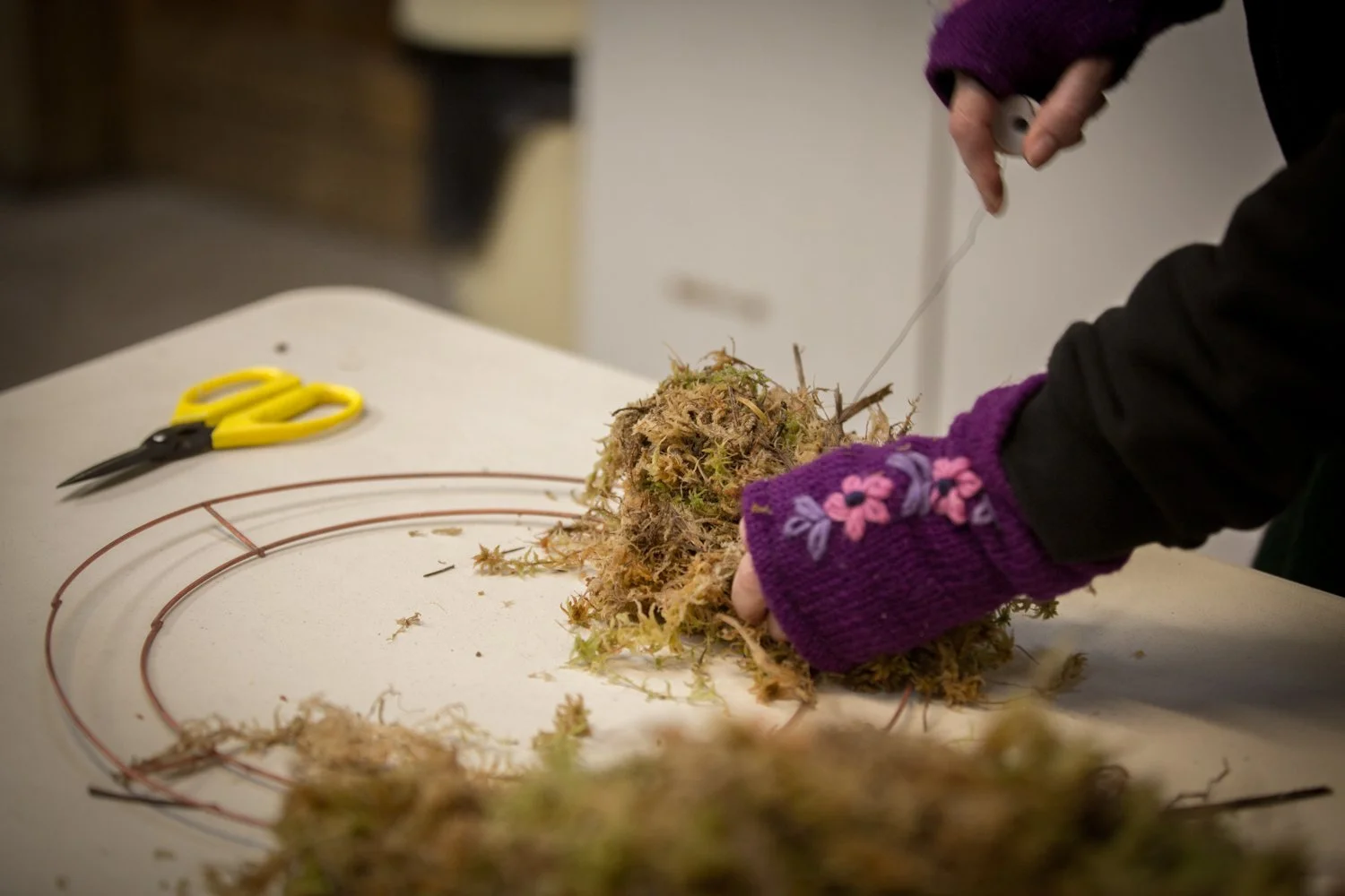 Person handling cannabis plant with purple gloves on a table with scissors nearby.