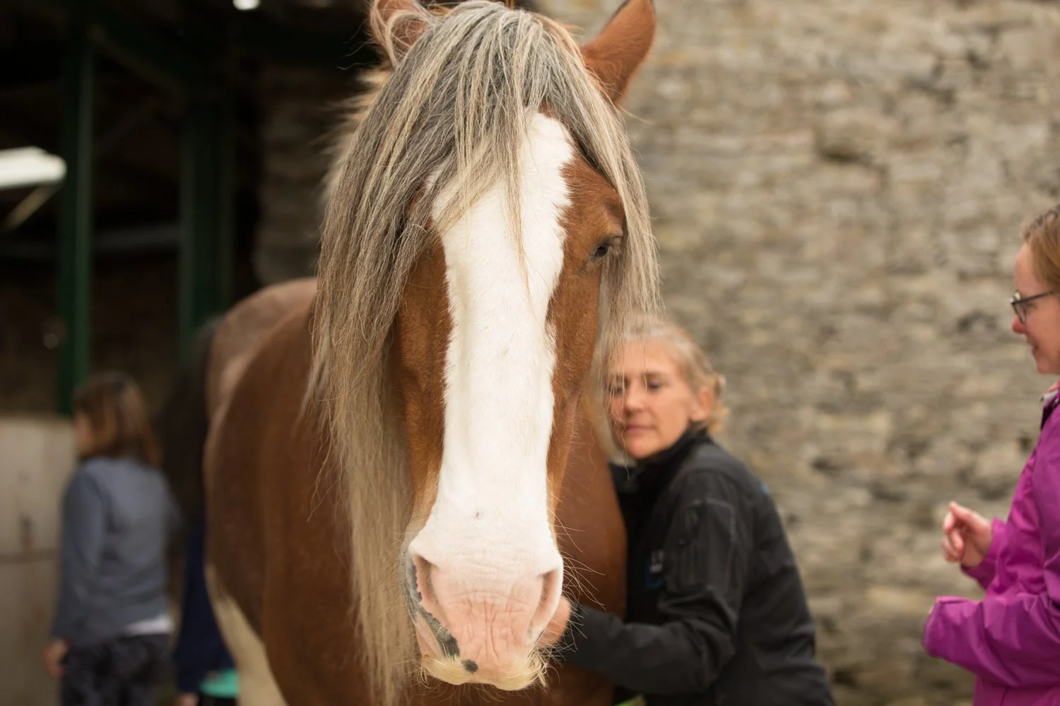 A large brown and white horse with a long blonde mane is in focus, with three people petting and interacting with it in an indoor barn setting.