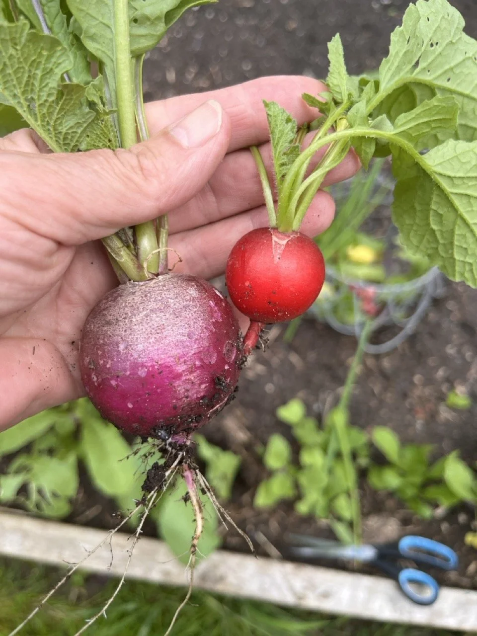 A person holding two radishes, one large purple and one small red, freshly pulled from the soil in a garden.