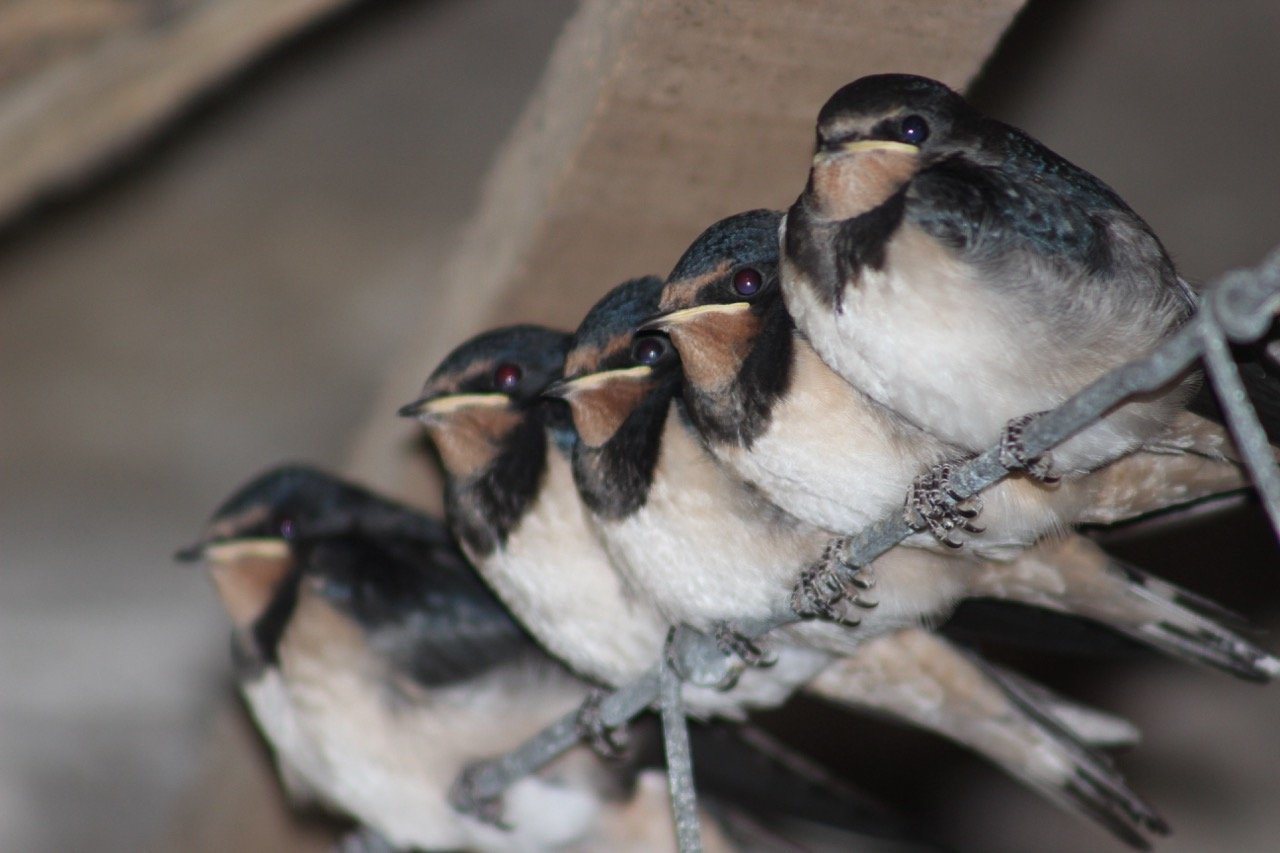 Five small birds perched on a metal wire under a wooden shelter.