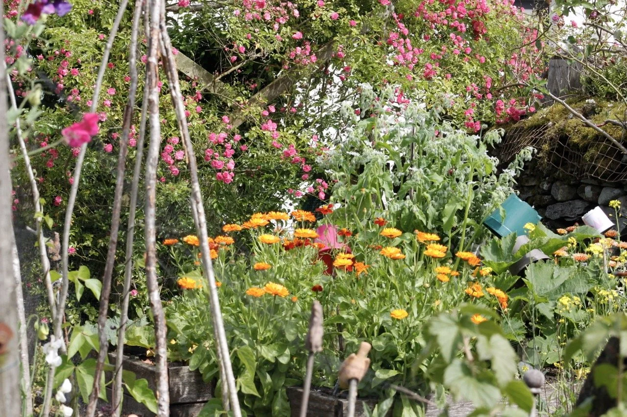A lush garden with pink, orange, and yellow flowers, green leafy plants, and a rustic wire trellis on the left side under natural sunlight.