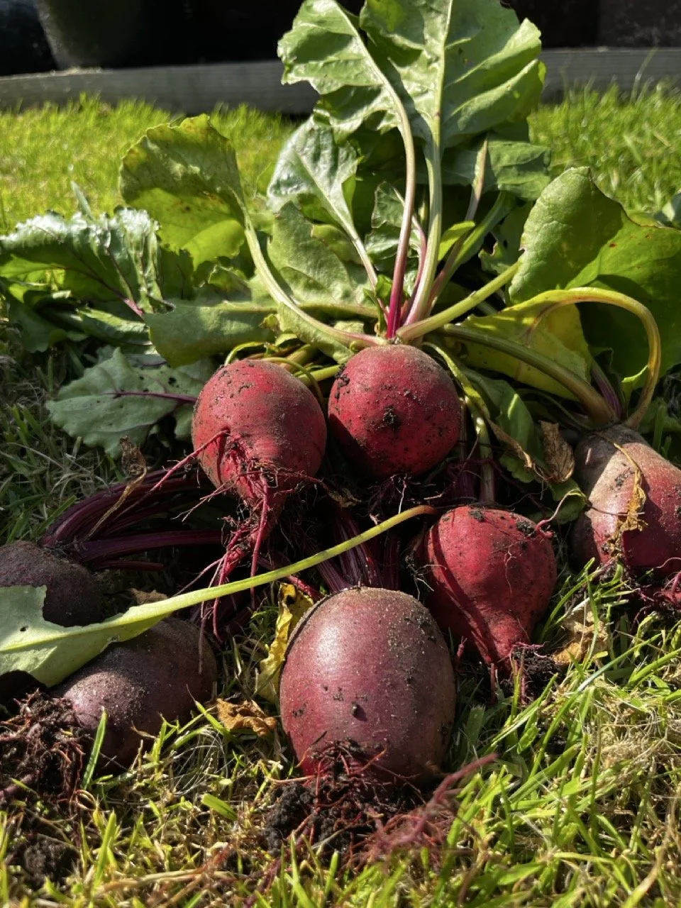 Freshly dug red beets lying on the ground with green leaves attached.