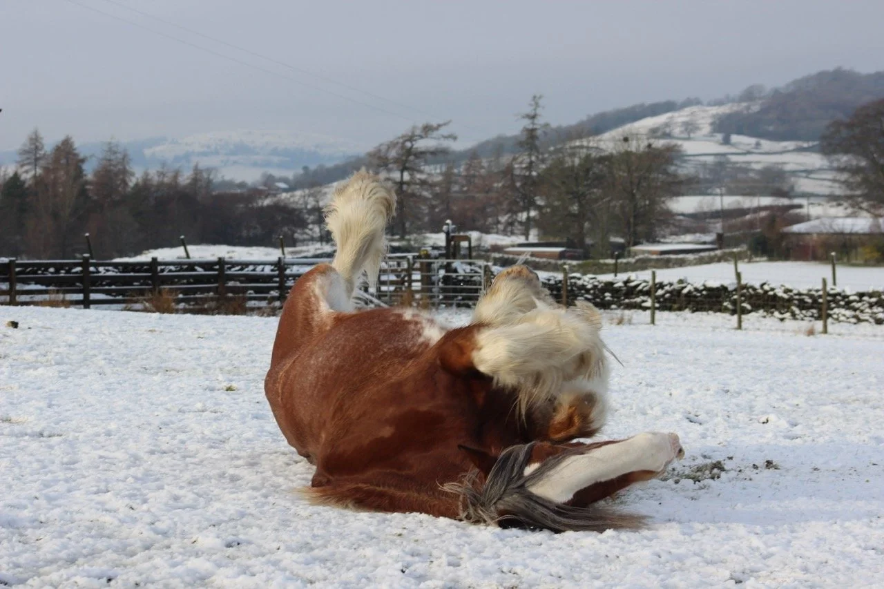 A horse lying on its back in a snowy field during winter, with rolling hills and trees in the background.