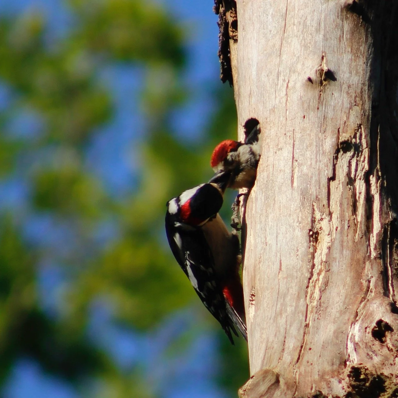 A woodpecker gripping a tree trunk, with a blurred green and blue background.