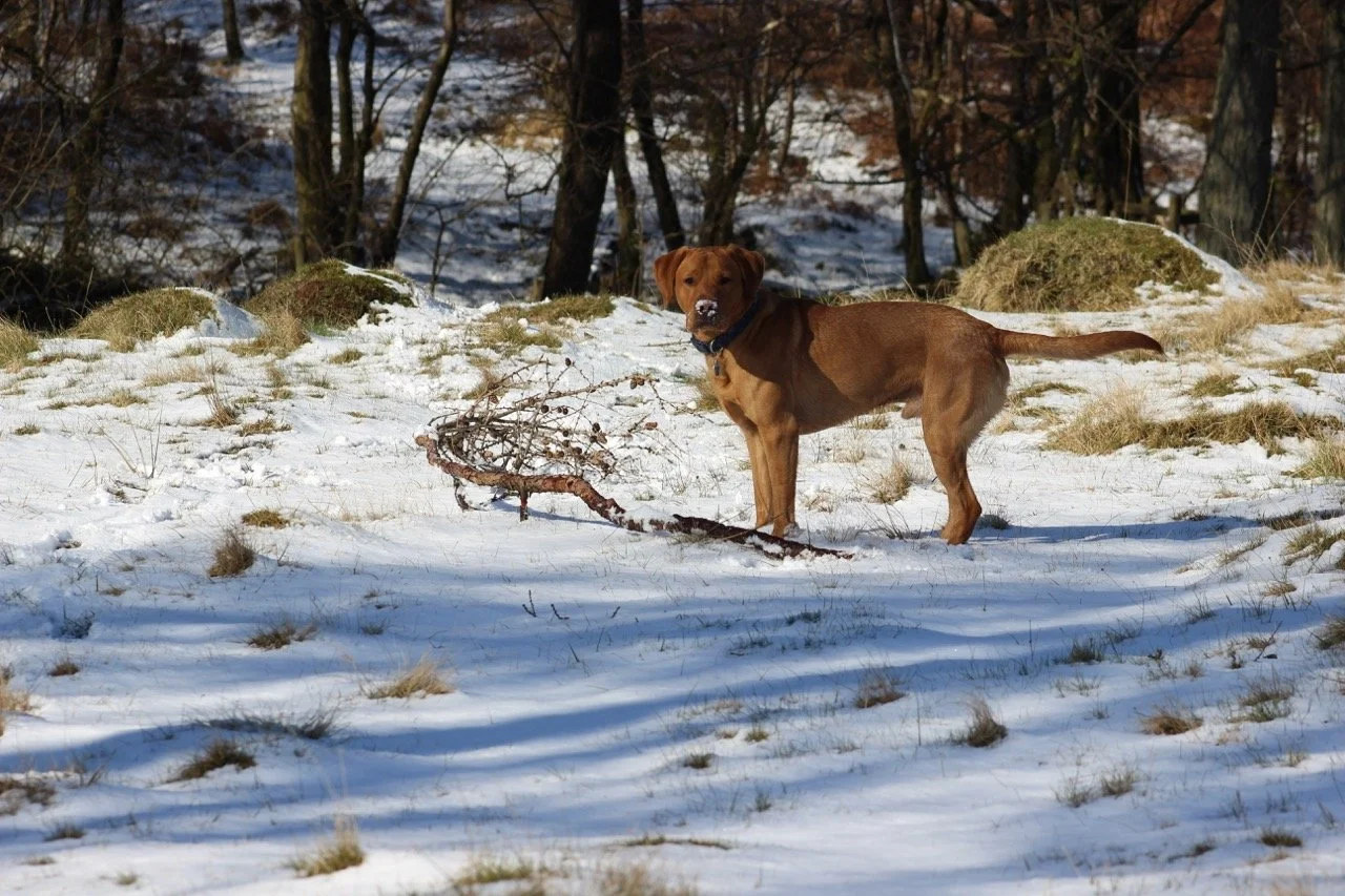 A dog standing on snow-covered ground in a winter landscape, with a stick and small branches in front of it, and trees in the background.