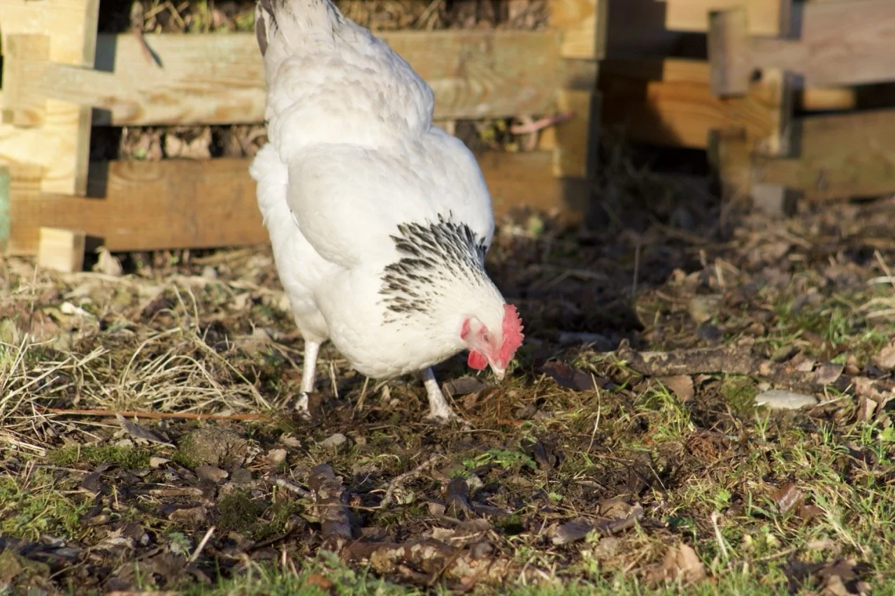 A white chicken with black markings near its head pecks at the ground outside, with a wooden structure in the background.