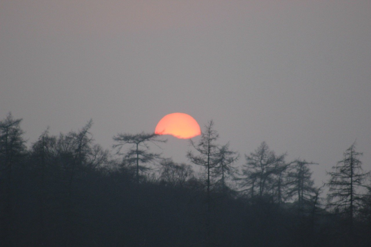 Sunset or sunrise with the sun partially hidden behind a forest of leafless trees.
