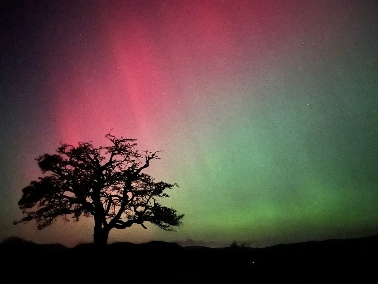 Silhouette of a tree under a colorful night sky with pink and green Northern Lights and visible stars.