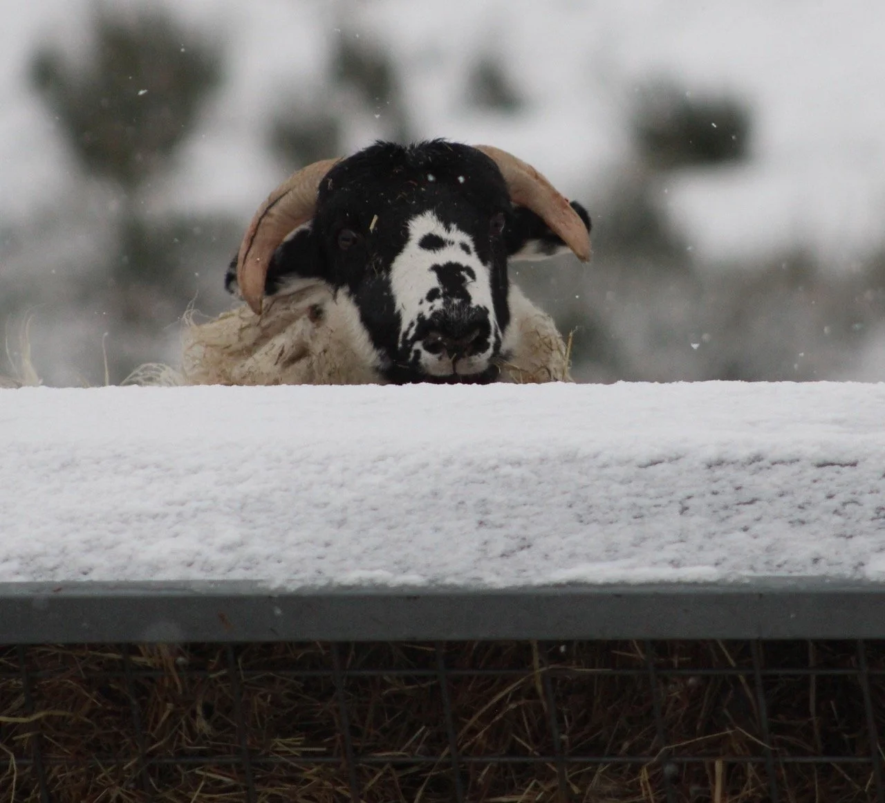 A black and white dog with floppy ears lying on snow, looking intently at the camera with a blurred winter landscape in the background.