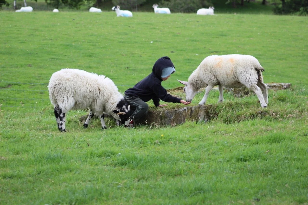 A boy in a black hoodie feeding two sheep on a grassy field, with more sheep in the background.