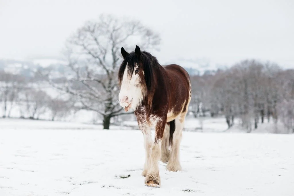 A brown and white paint horse walking in a snowy field with leafless trees in the background.