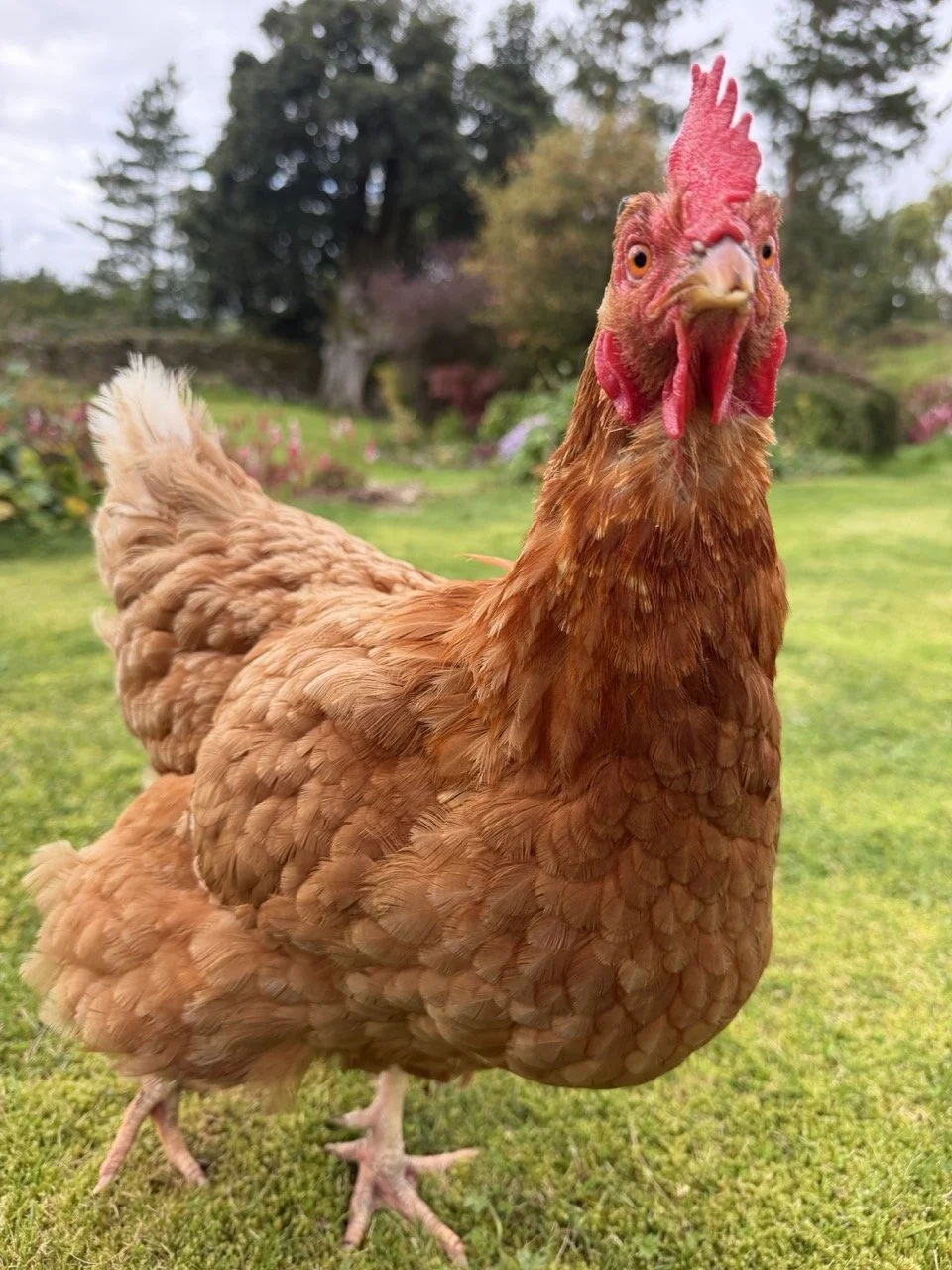 A close-up of a brown chicken standing on green grass with trees and flowers in the background.