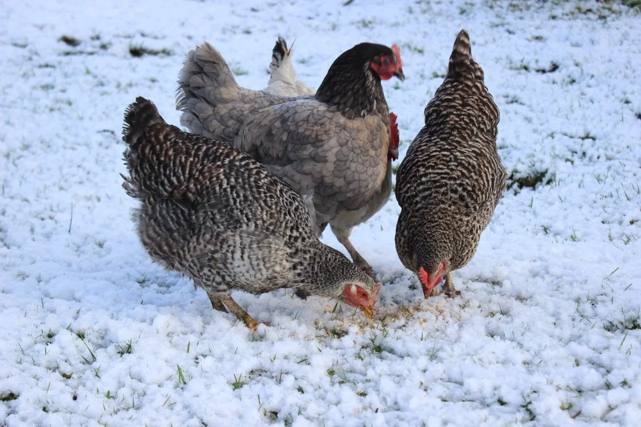 Four chickens peck at snow-covered ground outside.