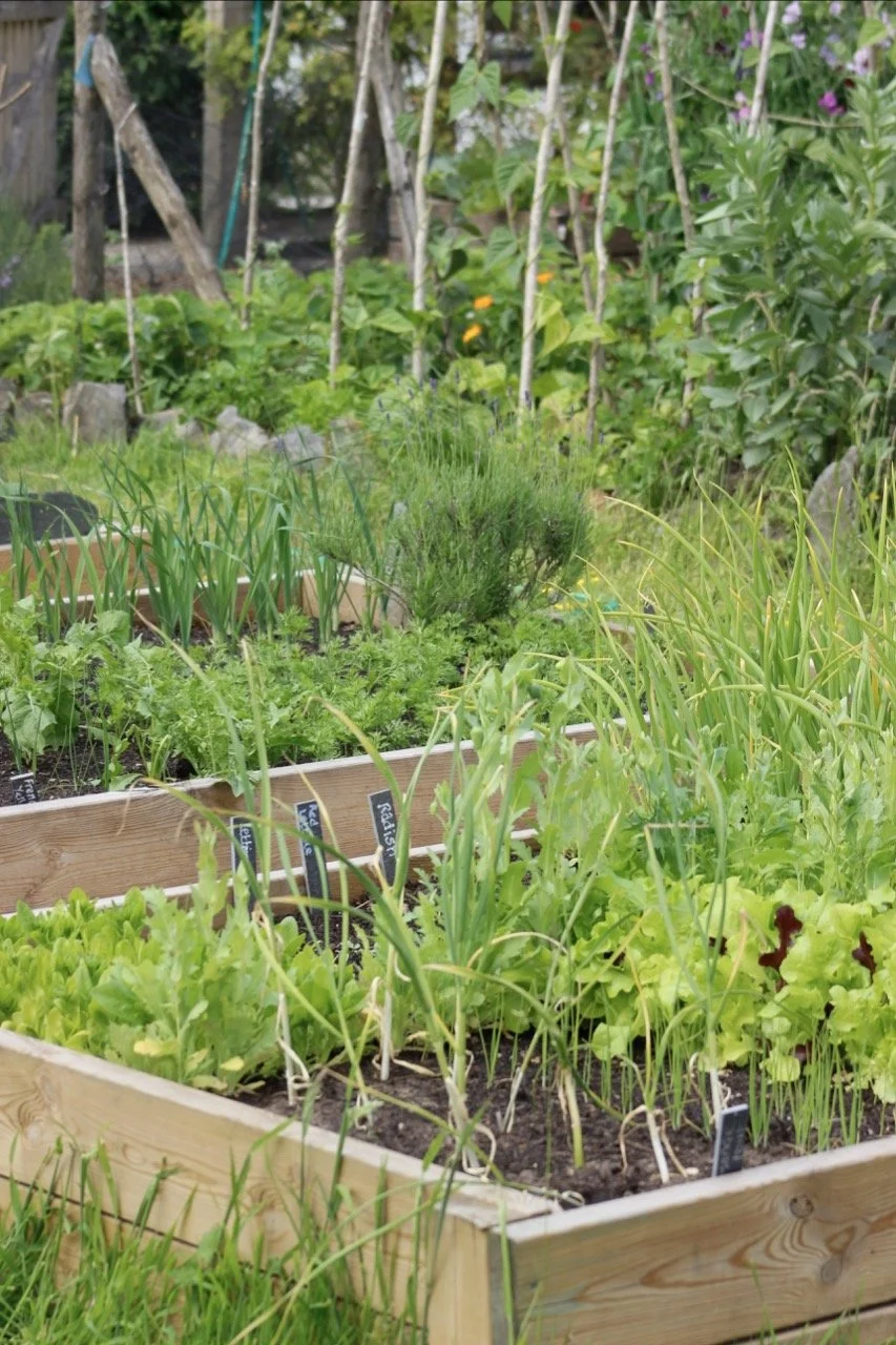 A garden with raised wooden beds growing various vegetables and herbs, surrounded by lush green plants and trees.