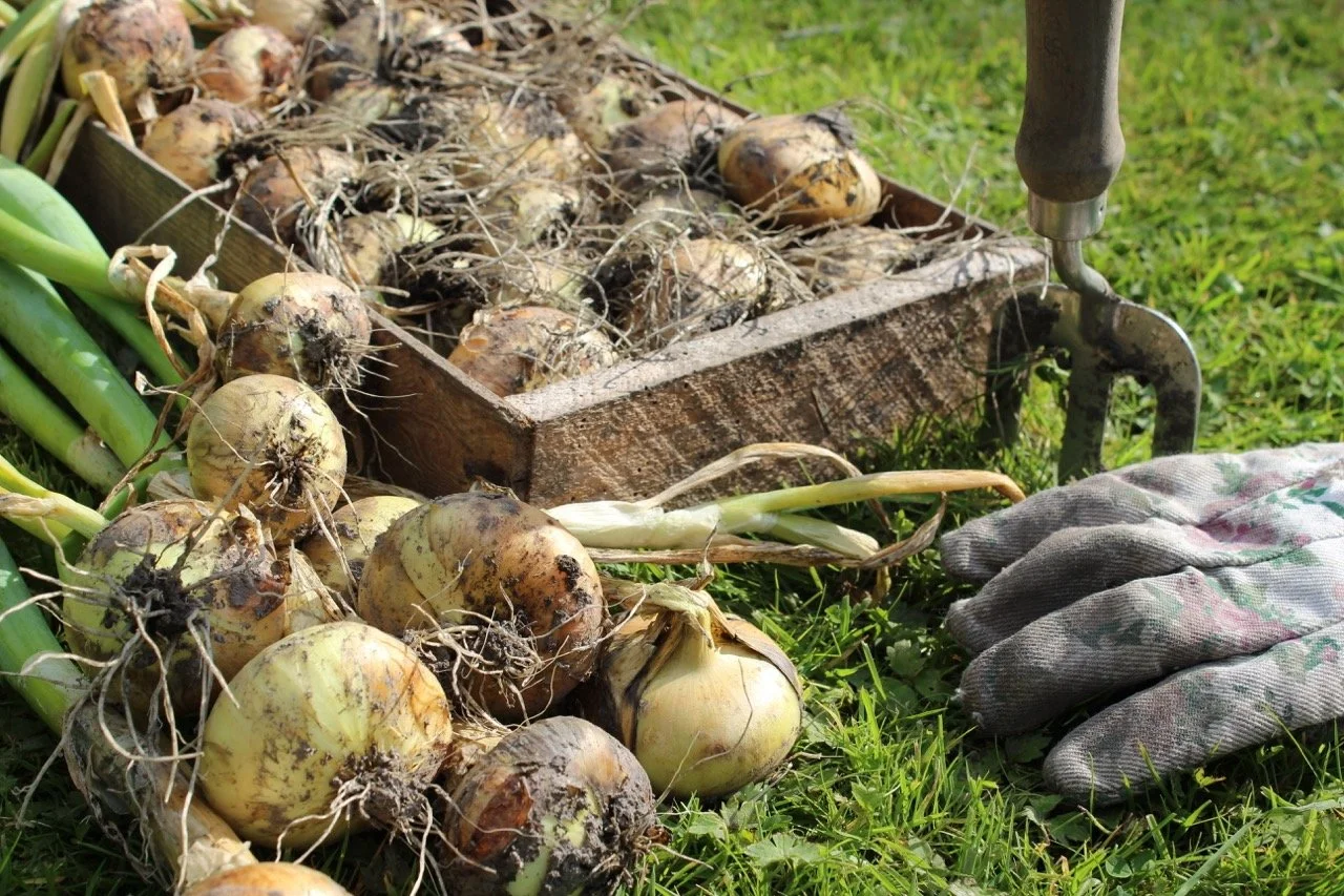 A pile of freshly harvested onions on grass, with some greens on the side, a gardening glove, and a wooden box containing more onions in the background.
