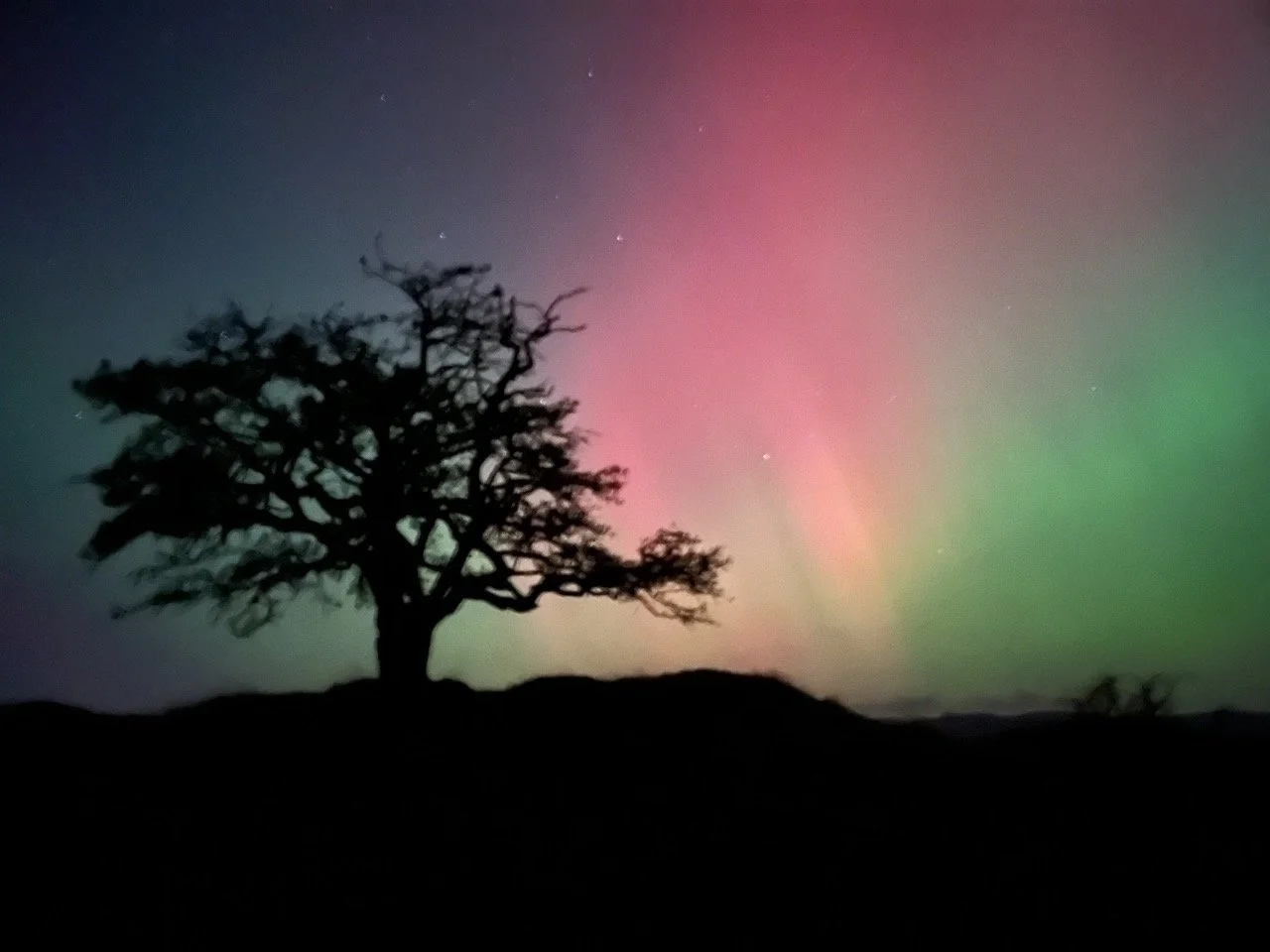 Silhouetted tree under a colorful night sky with the Northern Lights and visible stars.