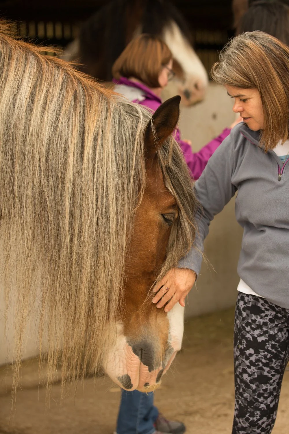 Two women are grooming large draft horses inside a barn. One woman, wearing a gray jacket and patterned leggings, is gently touching the horse's face. The horse has a long, golden mane and a brown face. In the background, another woman in a purple ja