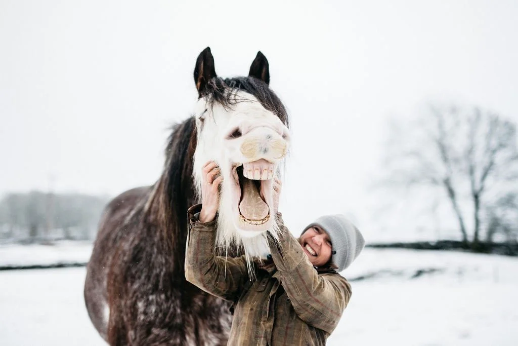 Person wearing a gray beanie and jacket standing in a snow-covered field, holding a horse mask in front of a real horse that appears to be smiling.