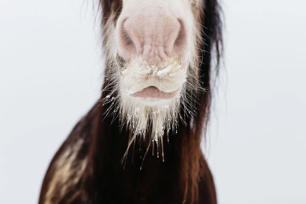 Close-up of a horse's face with snow on its nose and chin, showing part of its dark mane against a blurred white background.