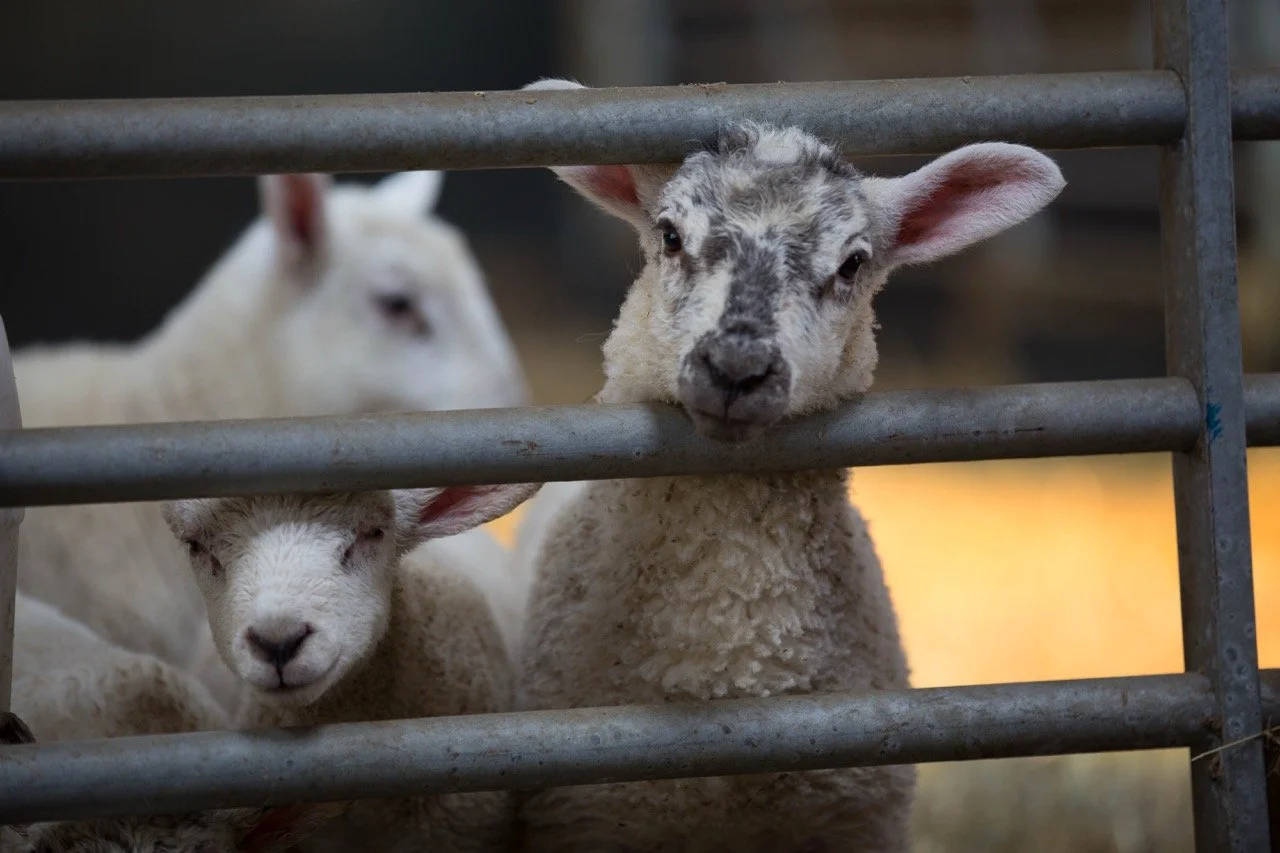 Three sheep behind metal bars, looking through gaps. Two sheep in the front, one with black and white face staring forward, and another white sheep with closed eyes and a white face. Background is blurred with warm lighting.