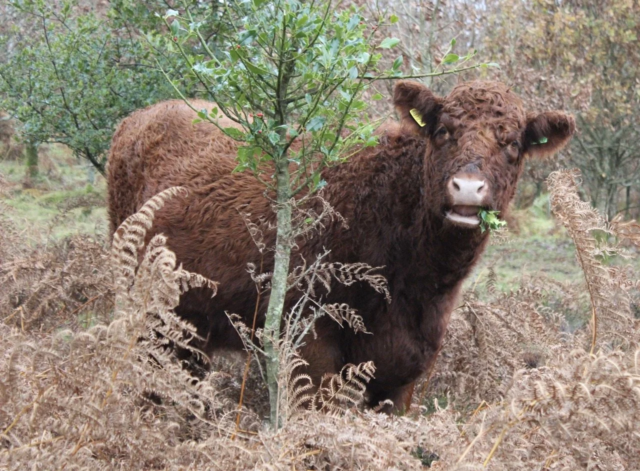 A brown baby cow, or calf, stands behind some ferns and a small green bush, chewing on a leaf in a natural outdoor setting with trees and shrubs in the background.
