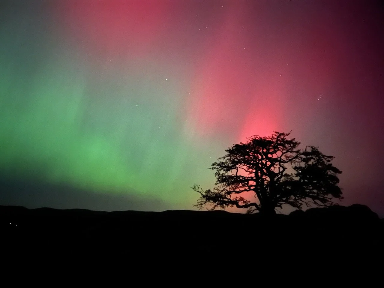 Silhouetted tree against a night sky illuminated by the colorful Northern Lights, with visible stars.