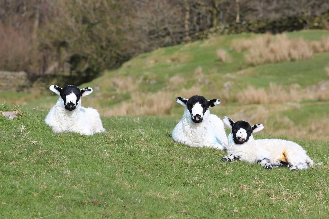 Three lambs with black and white faces resting on green grass in a countryside landscape with rolling hills and trees in the background.