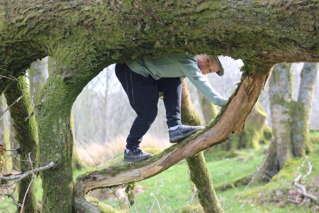Person climbing on a moss-covered fallen tree in a forest.