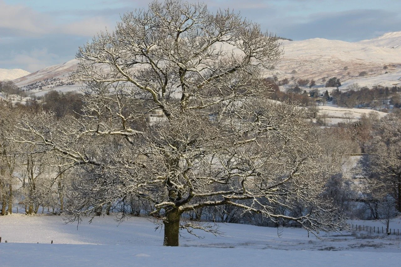 A snow-covered landscape with a large tree in the foreground and rolling hills in the background.