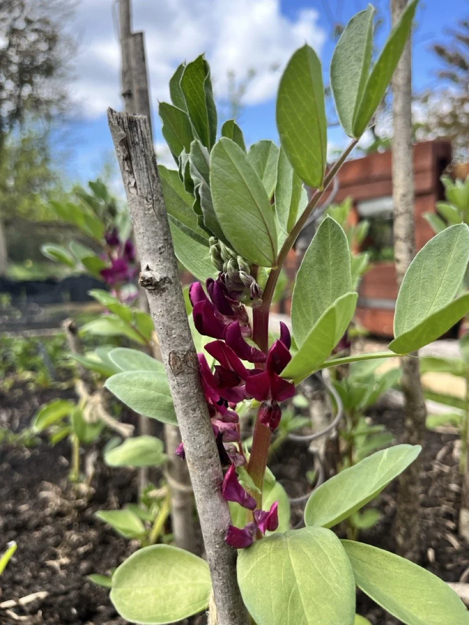 Close-up of a plant with green leaves and purple flowers, supported by a stake, in a garden setting.