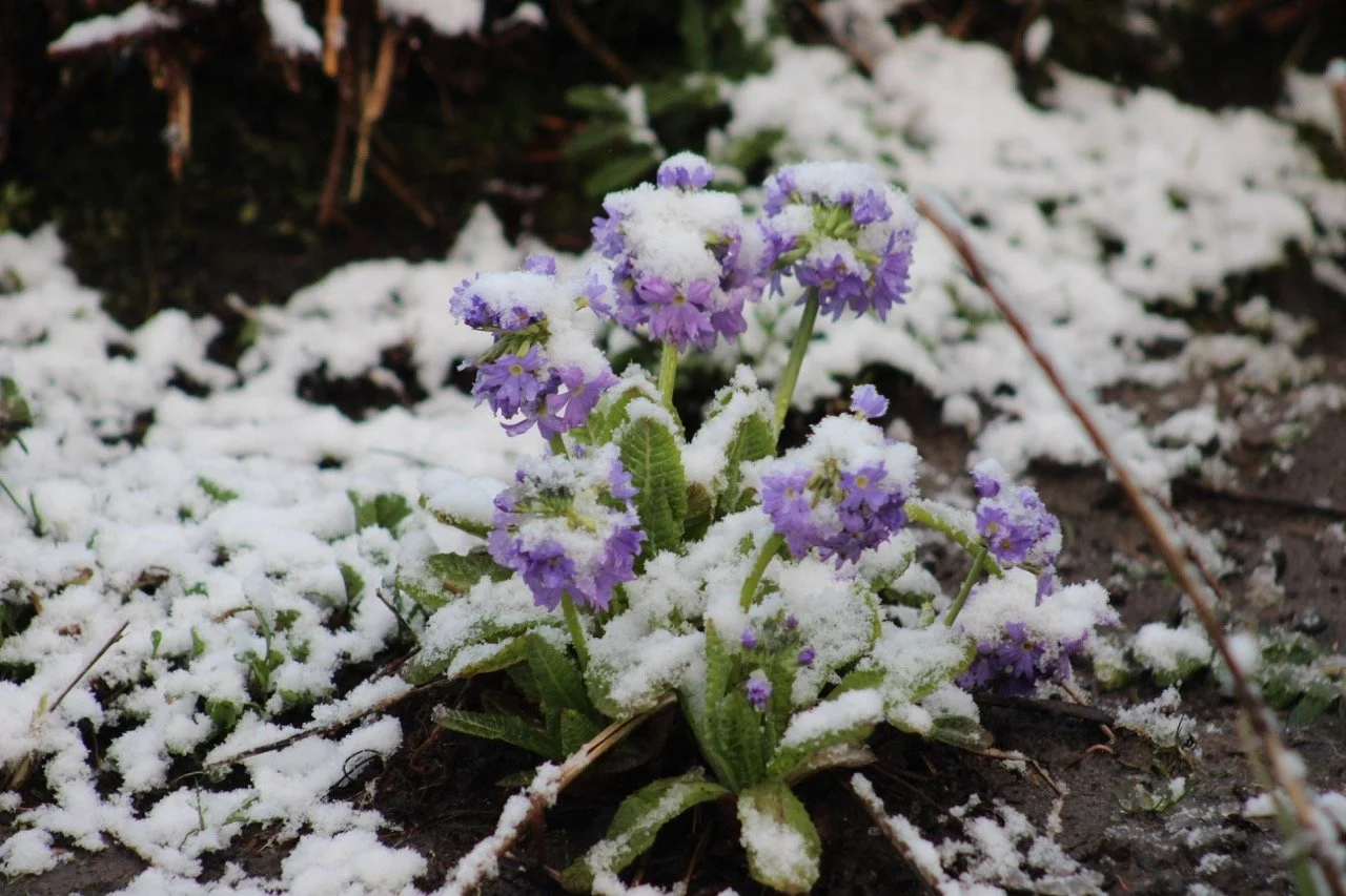Purple flowers covered with snow growing in soil.